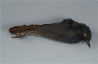 藏品(鉛色水鶇)的圖片